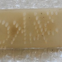 Brotstempel
